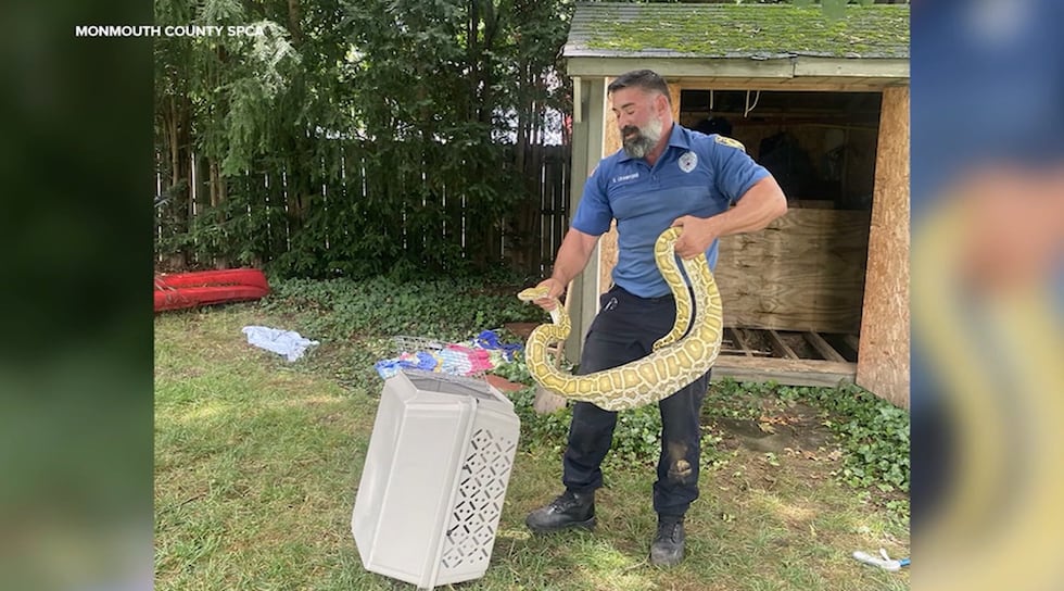 An 8-foot-long Burmese python made itself at home under a couple's backyard shed. Animal...