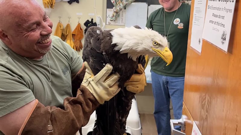 Jackie, an eagle who became an internet sensation has died. (KCAL, KCBS, FOBBV, DUKE...