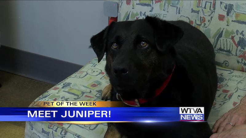 Juniper is WTVA's Pet of the Week for Oct. 30, 2026.